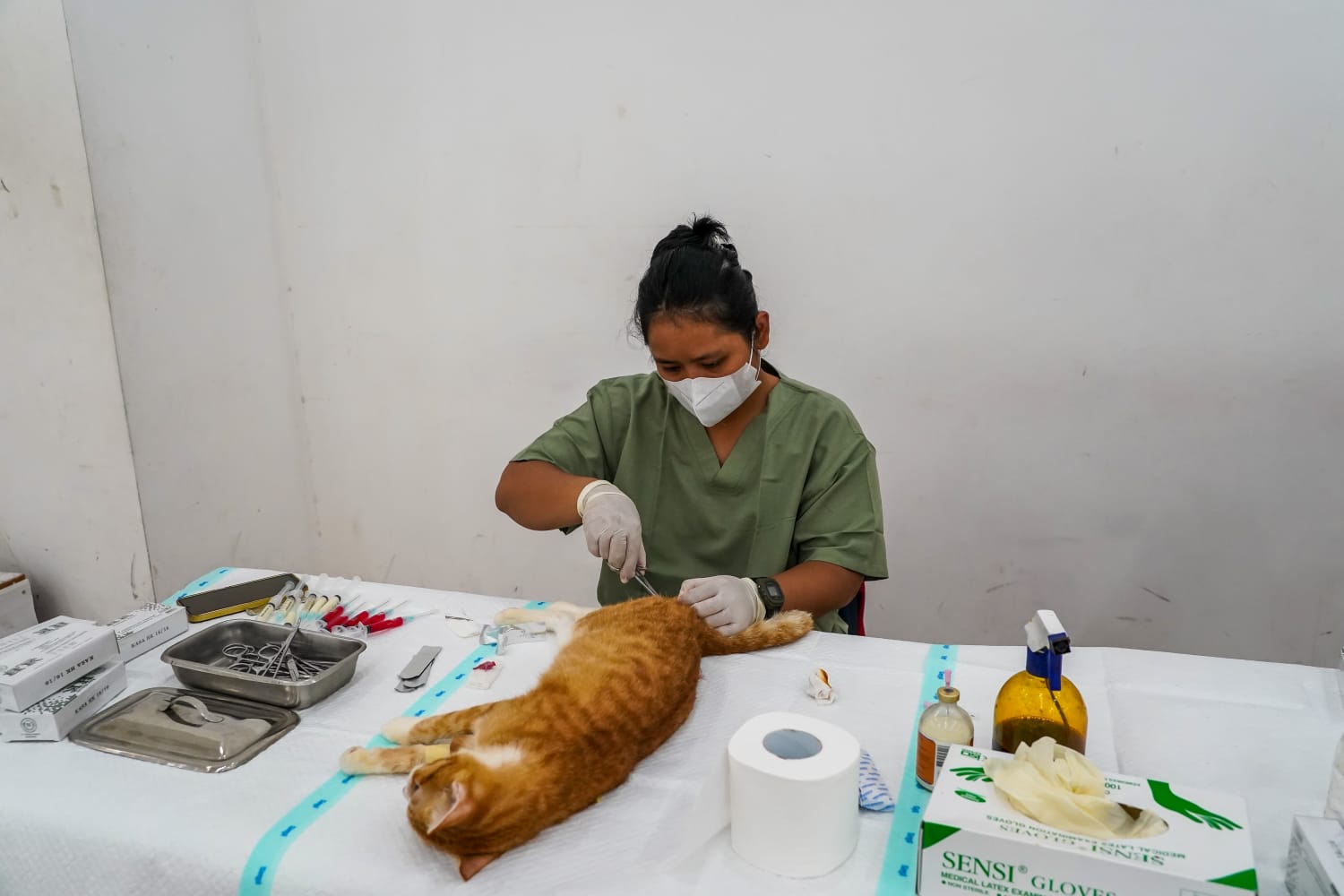 Kendalikan Populasi, Sudin KPKP Gelar Sterilisasi Kucing di Johar Baru