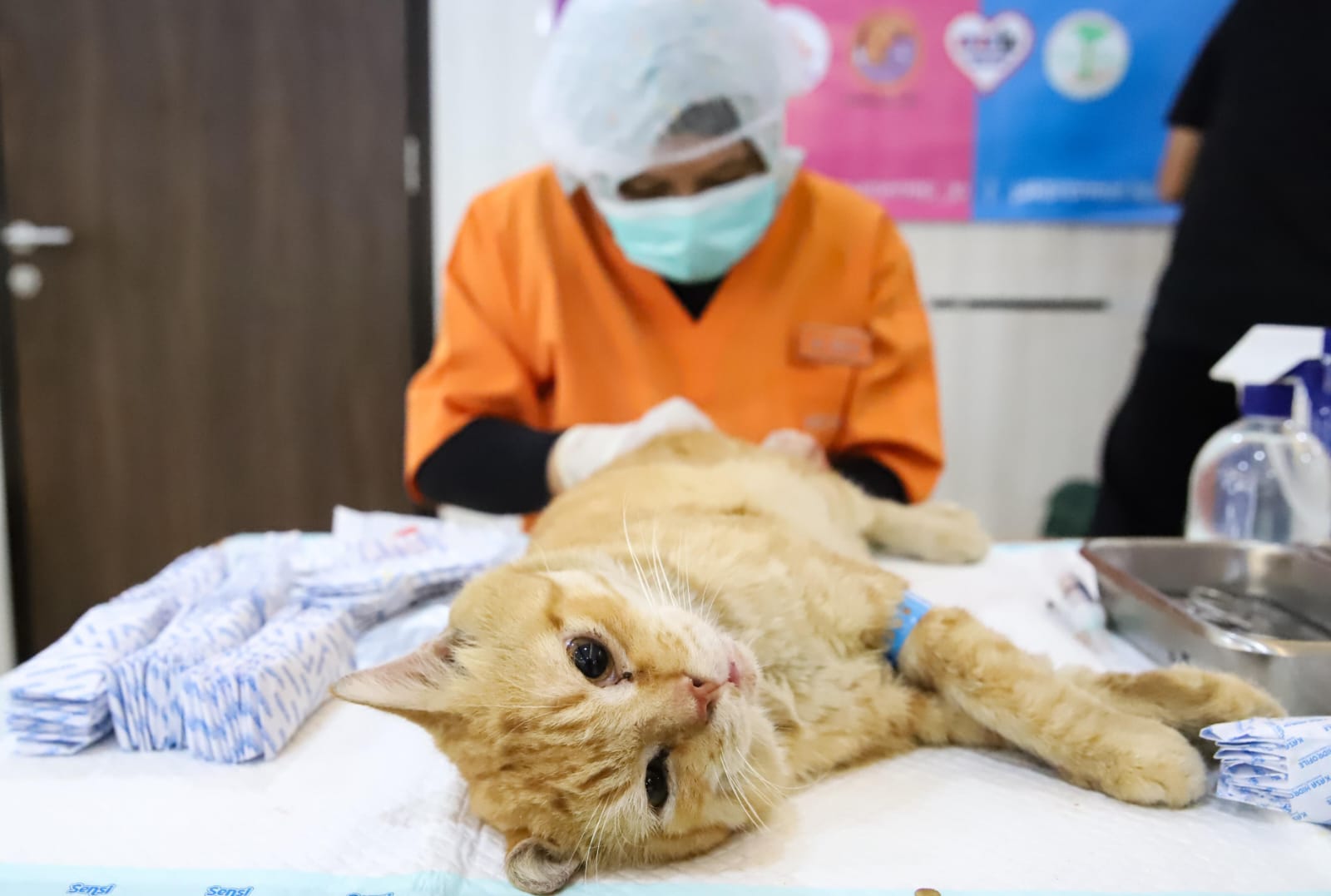 Sudin KPKP Jakpus Gelar Sterilisasi Kucing Jantan Lokal